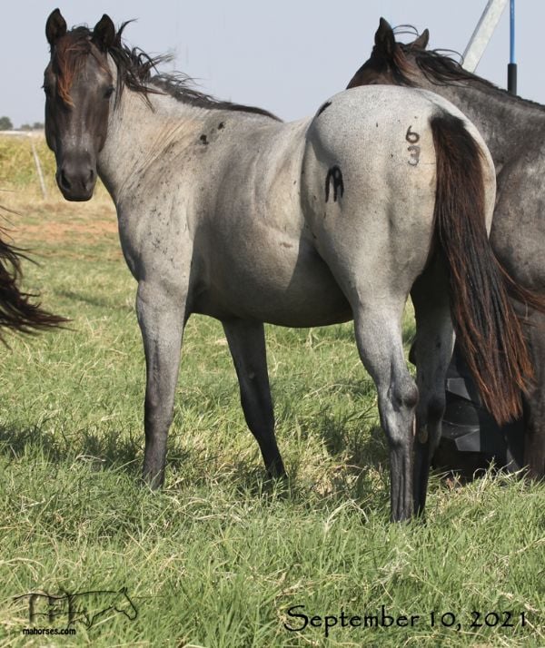 Salty Blue Rain MA's 2020 Roan Filly